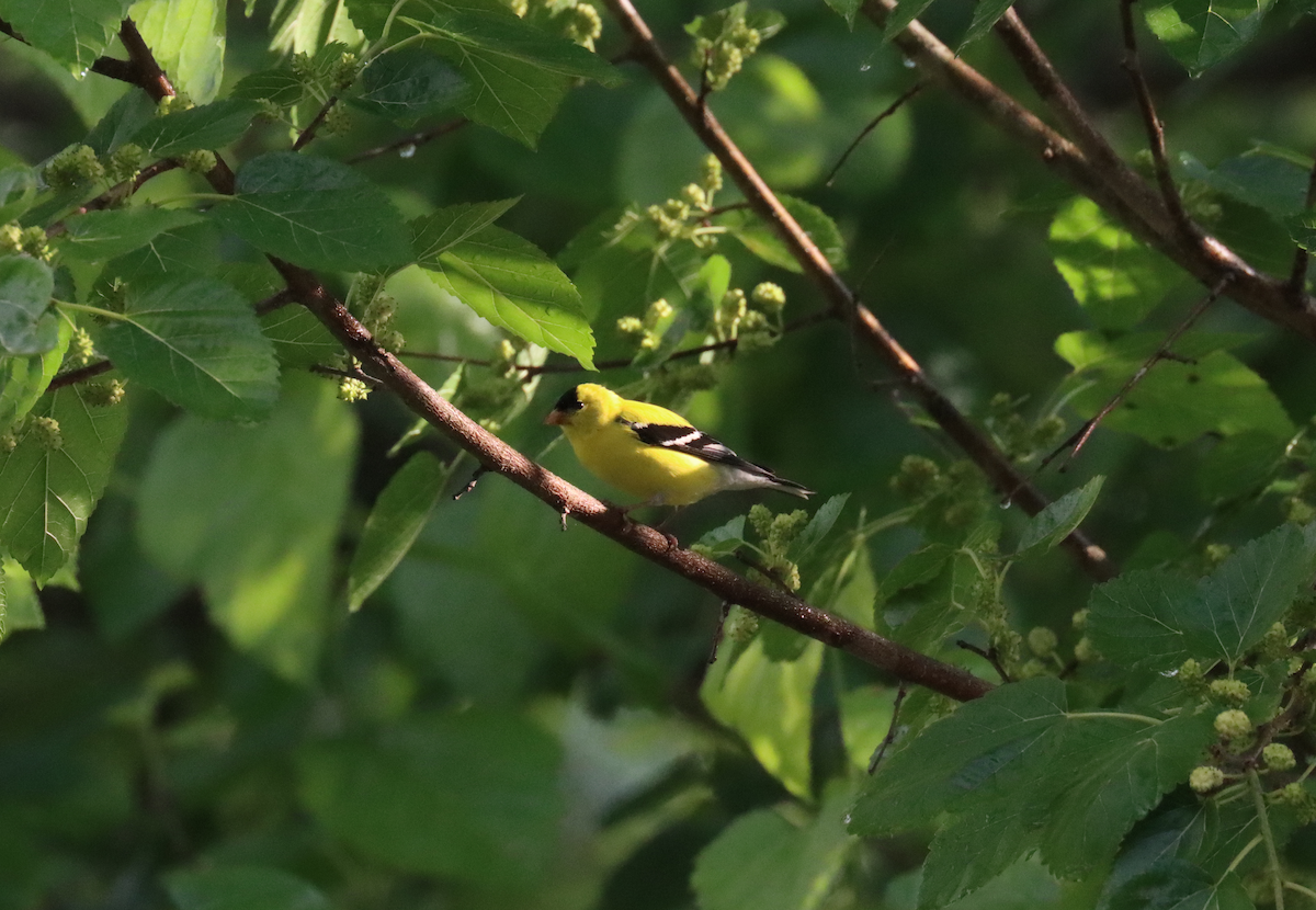 American Goldfinch - ML618843777