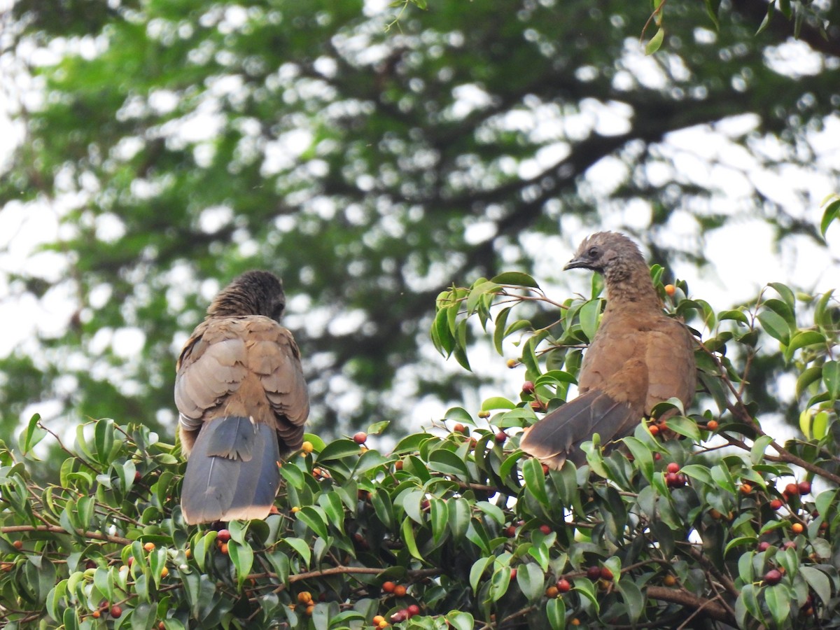 Plain Chachalaca - María Eugenia Paredes Sánchez