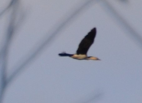 Little Pied Cormorant - Jodie Taylor