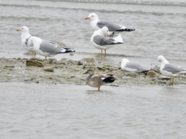 California Gull - Mark Yoder