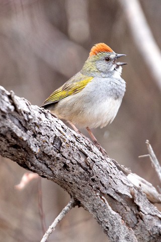 Green-tailed Towhee - Gary Botello