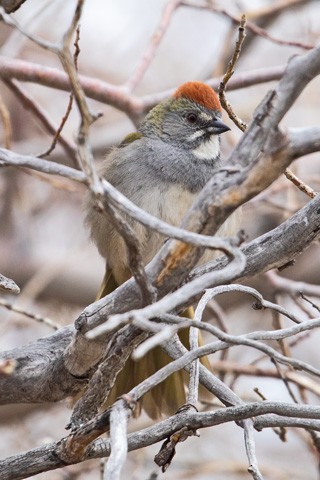 Green-tailed Towhee - Gary Botello