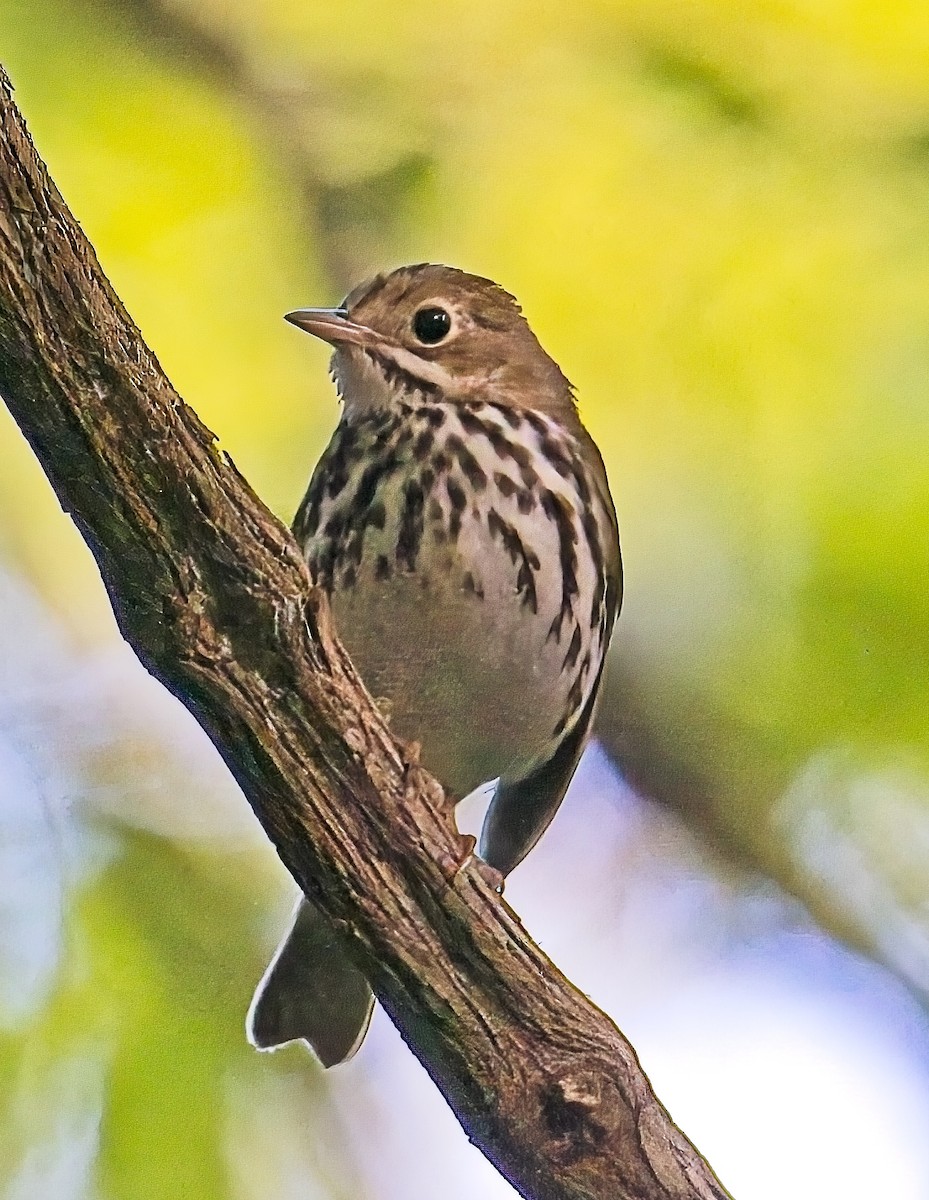 Ovenbird - Robert Oberfelder