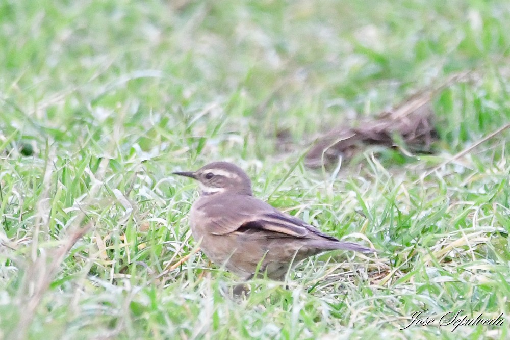 Buff-winged Cinclodes - José Sepúlveda