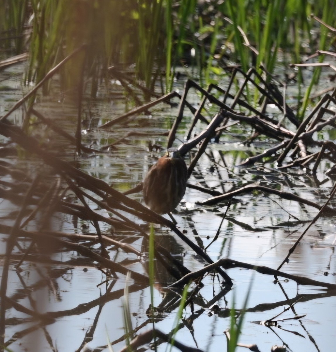 Least Bittern - Dan Efroymson