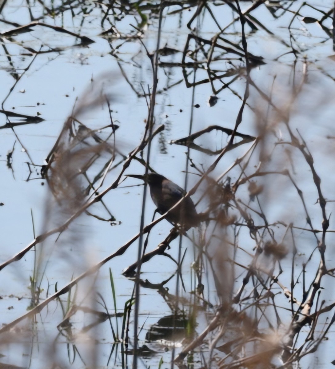 Least Bittern - Dan Efroymson