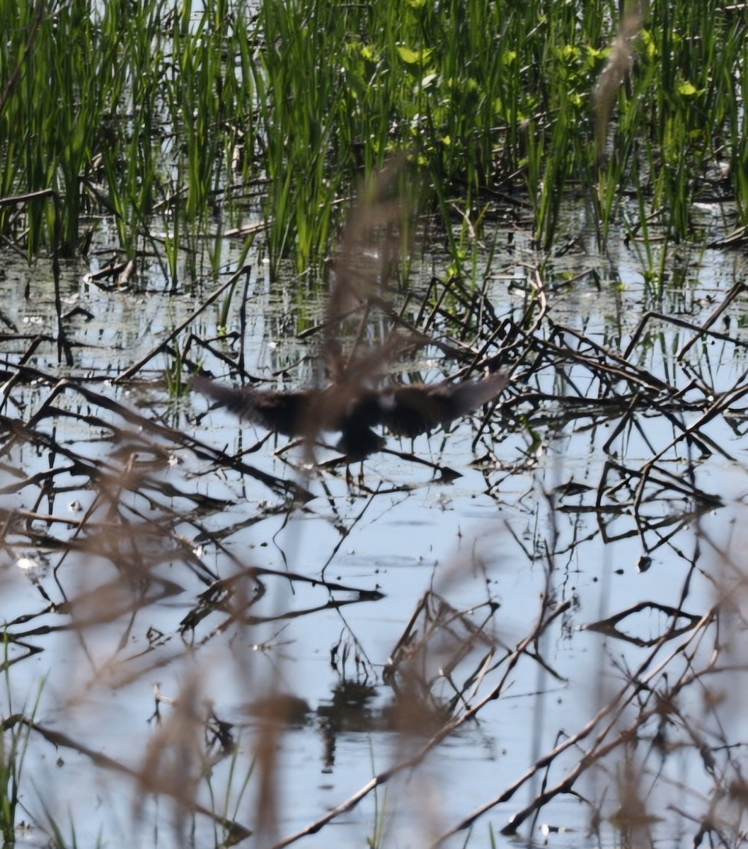 Least Bittern - Dan Efroymson