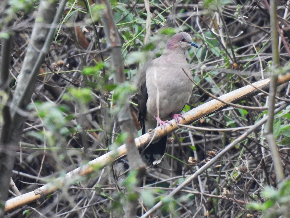 White-tipped Dove - María Eugenia Paredes Sánchez