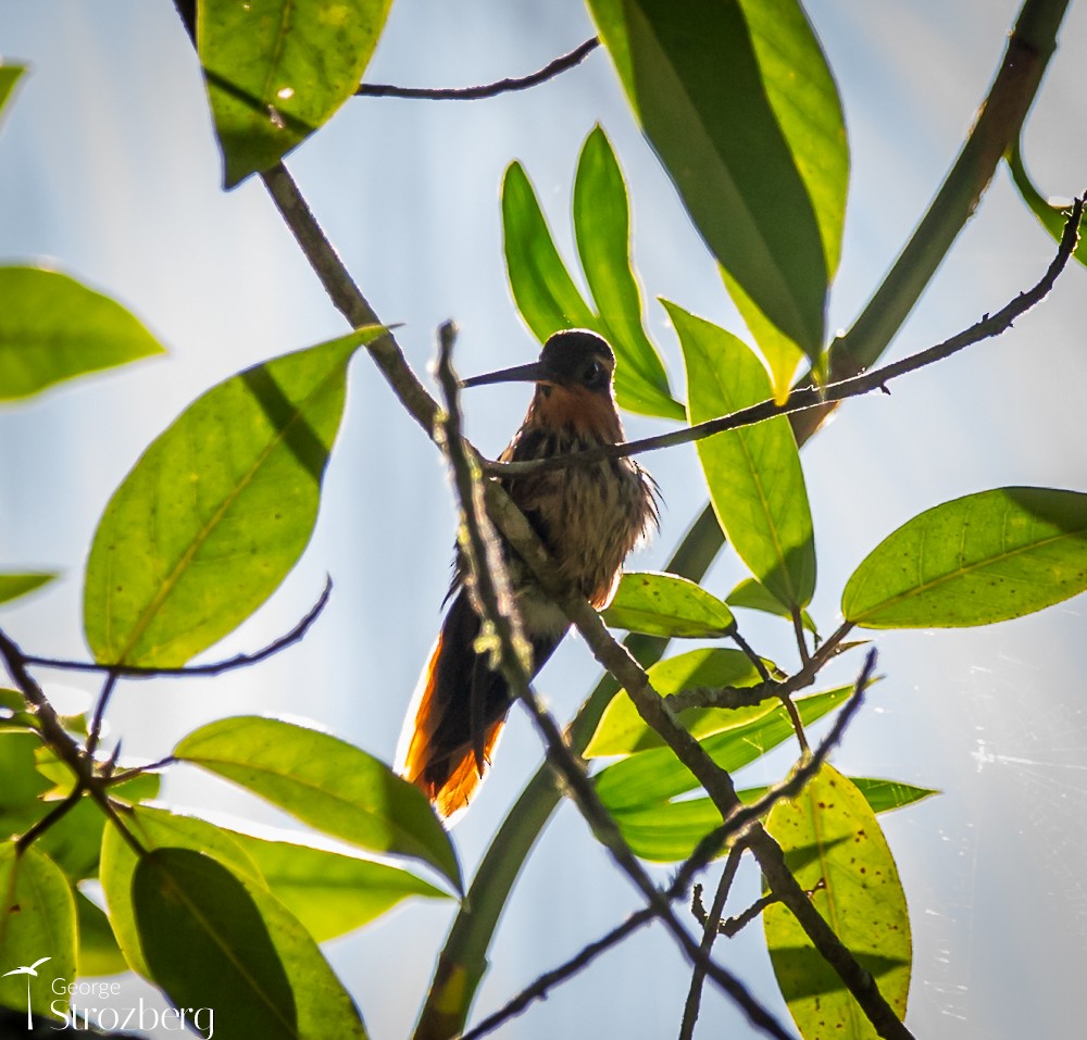 kolibřík pilozobý - ML618843824