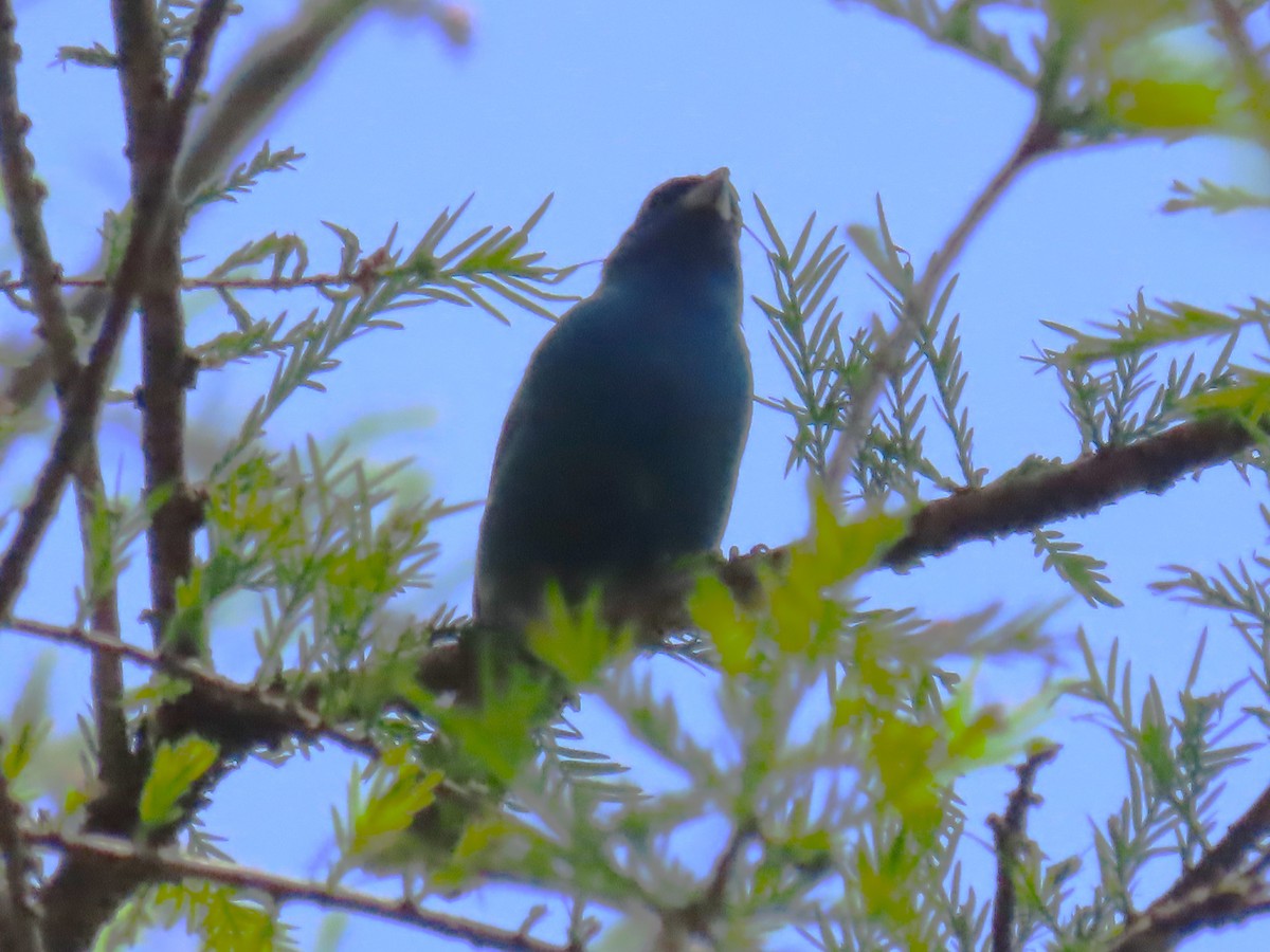 Indigo Bunting - Ursula  Mitra