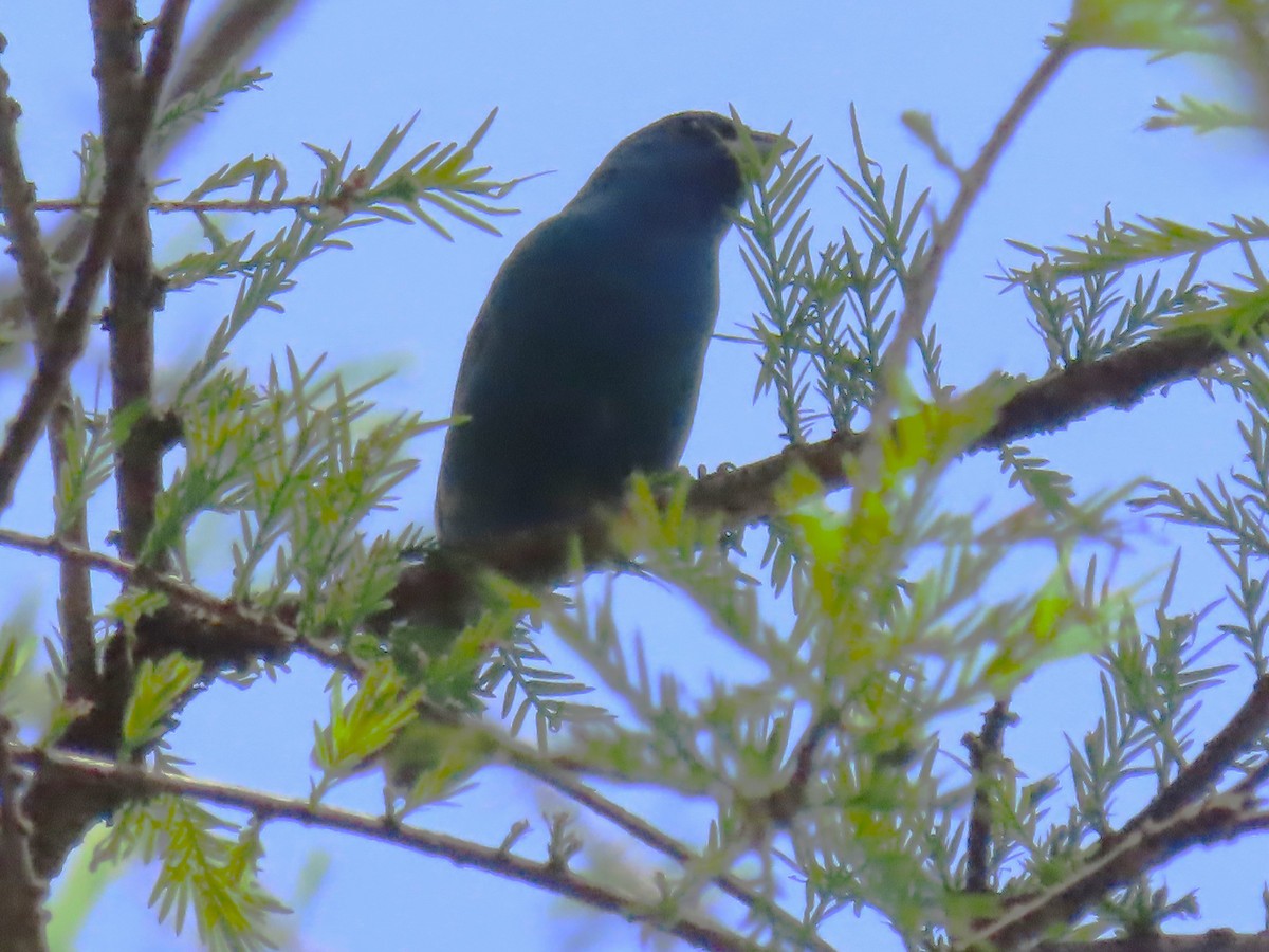 Indigo Bunting - Ursula  Mitra