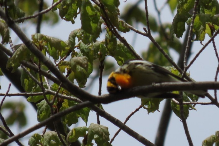 Blackburnian Warbler - Rebecca Giroux