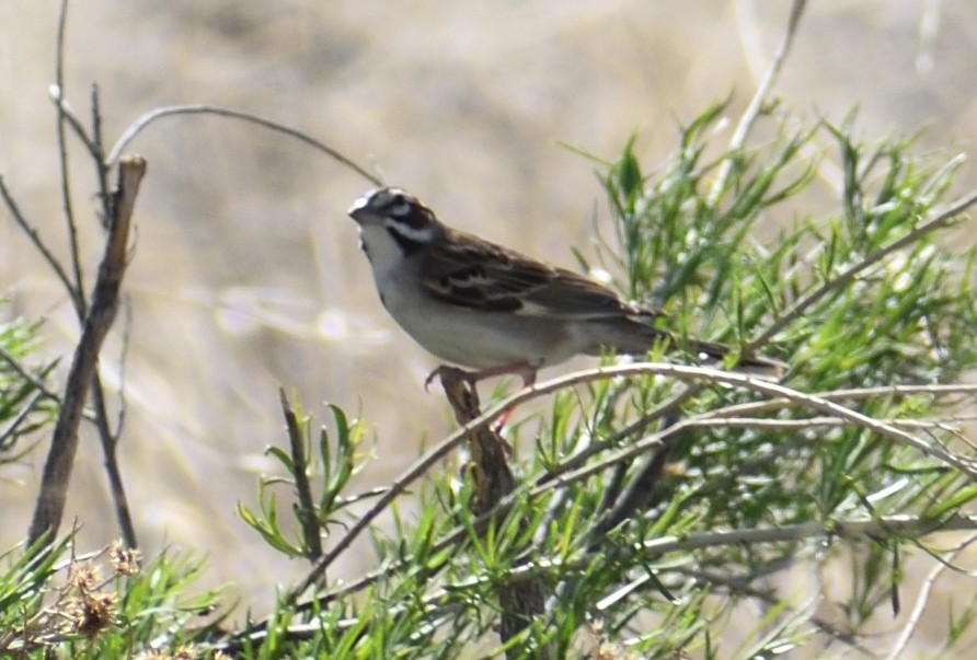 Lark Sparrow - ML618843850