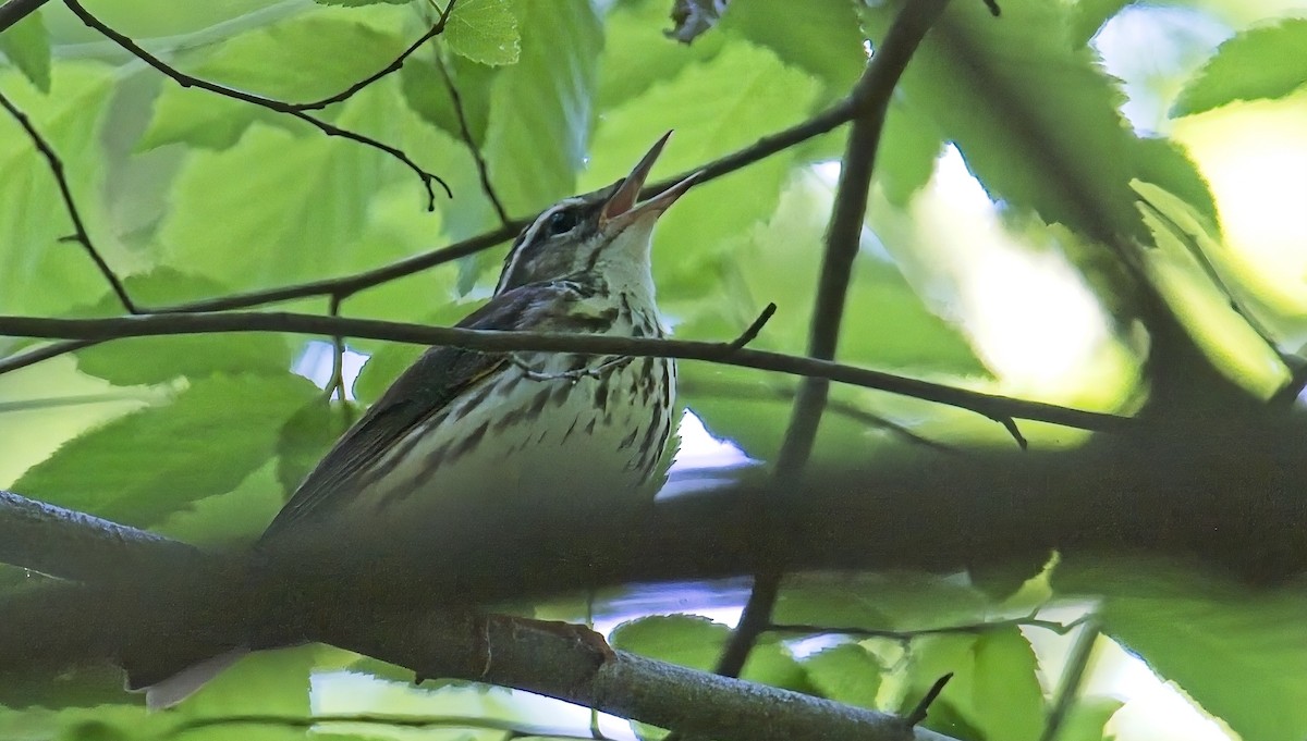 Louisiana Waterthrush - Robert Oberfelder