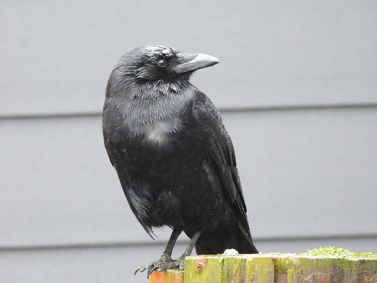 American Crow - Ted Floyd