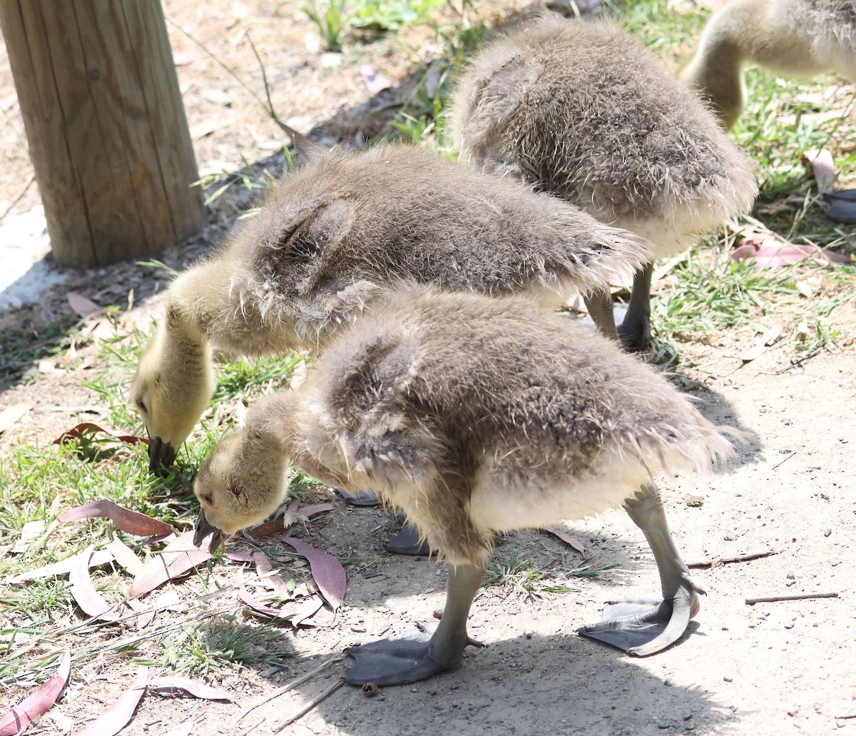 Canada Goose - Diane Etchison