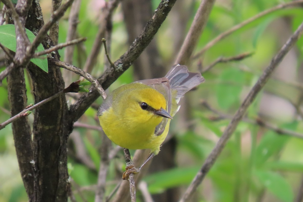 Blue-winged Warbler - Santos Rodriguez