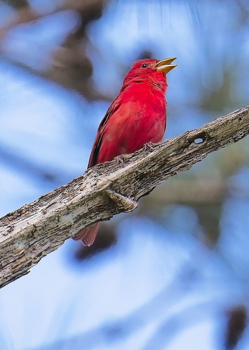 Summer Tanager - Robert Oberfelder