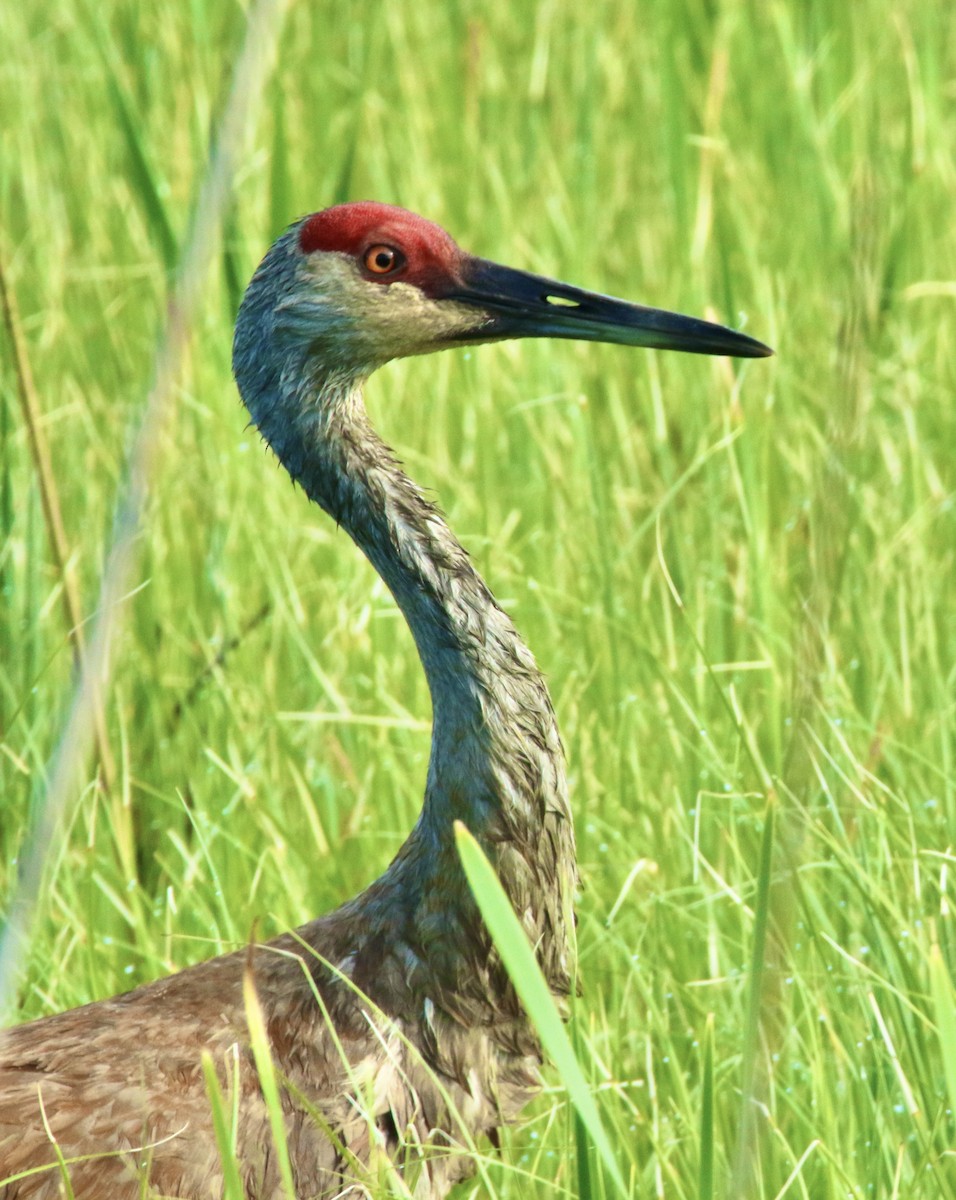 Sandhill Crane - Dominic LeRose