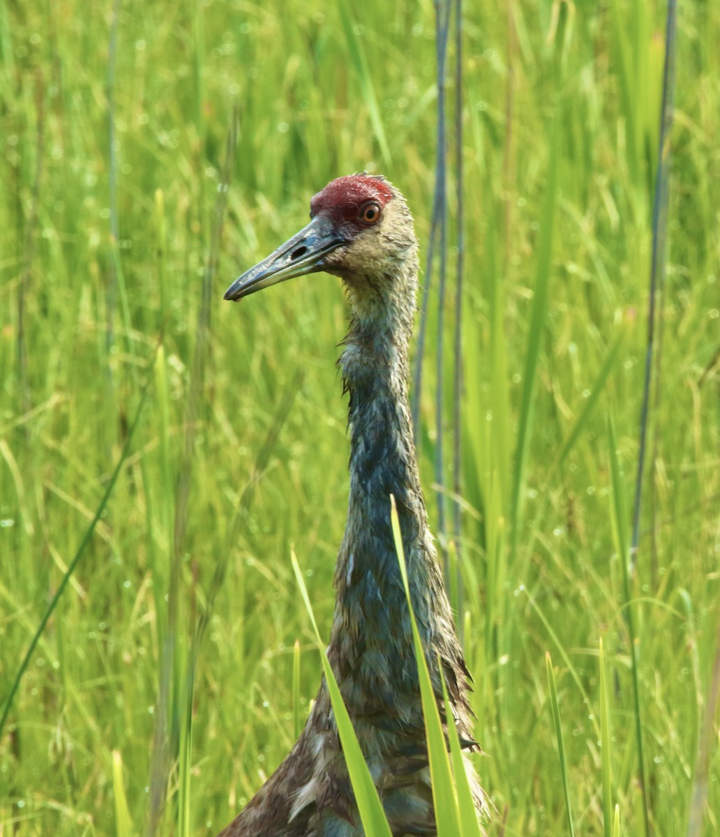 Sandhill Crane - Dominic LeRose