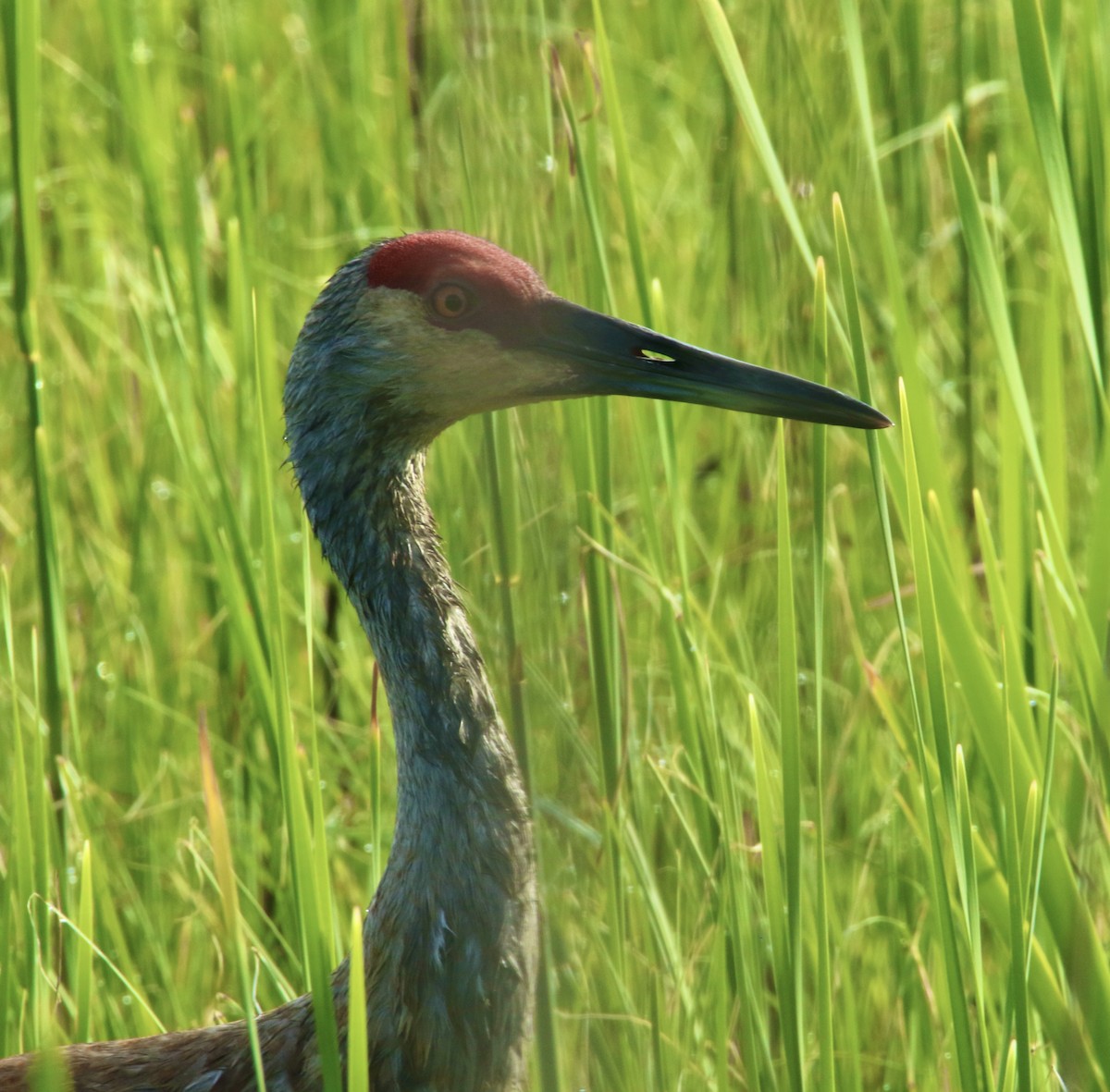 Sandhill Crane - Dominic LeRose