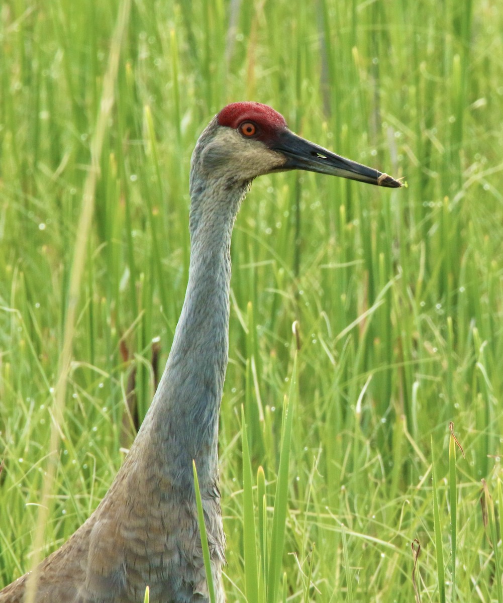 Sandhill Crane - Dominic LeRose