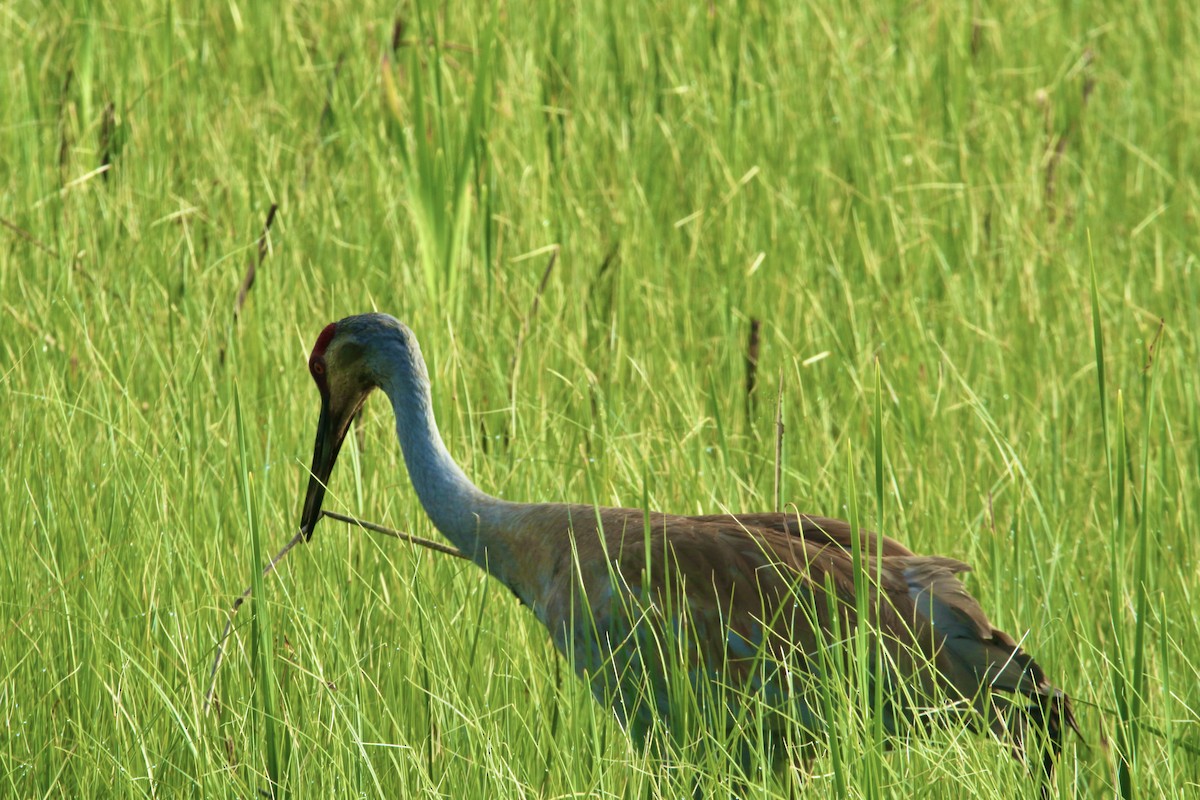 Sandhill Crane - Dominic LeRose