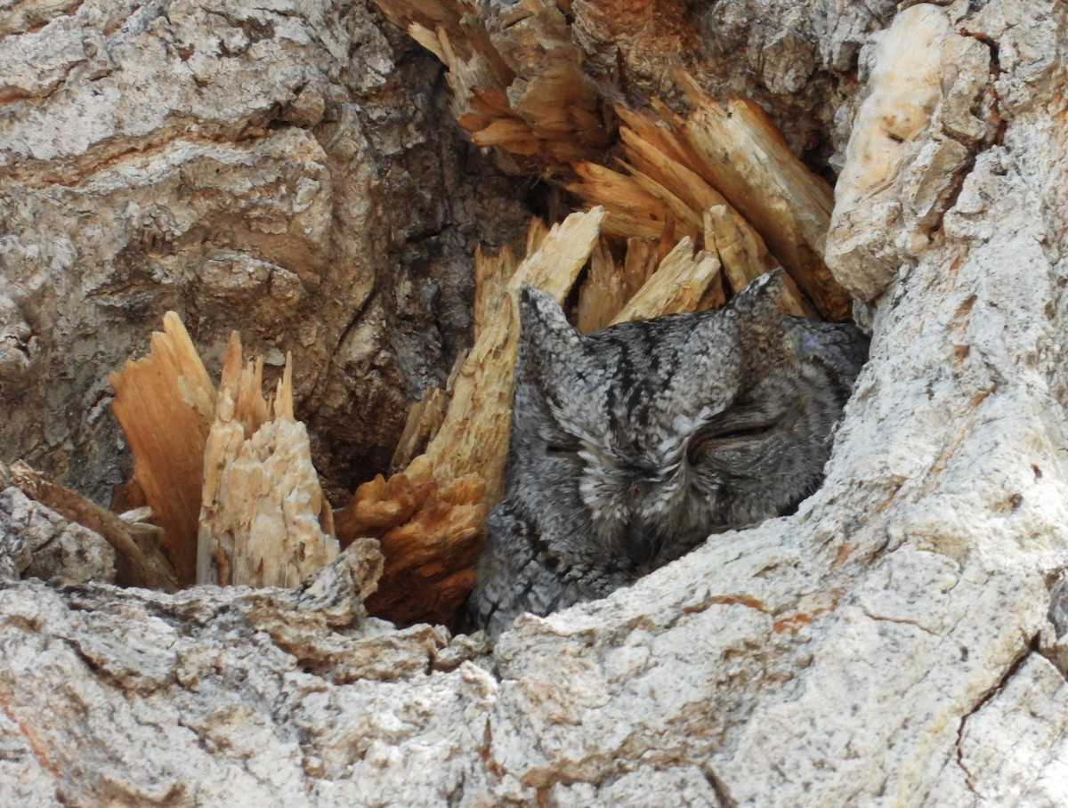 Western Screech-Owl - Suzanne Hall