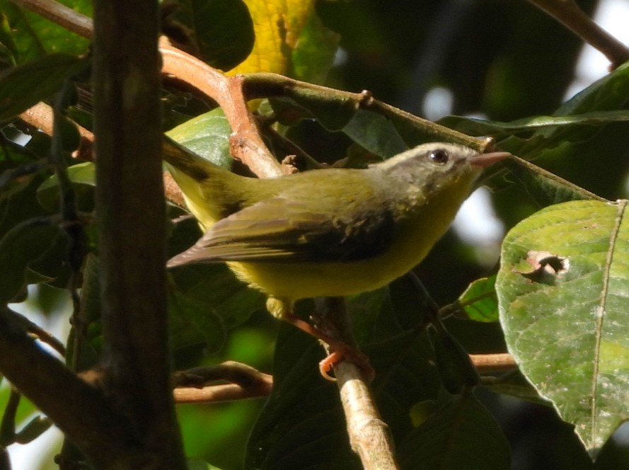 Golden-crowned Warbler - Mauricio Weingartner