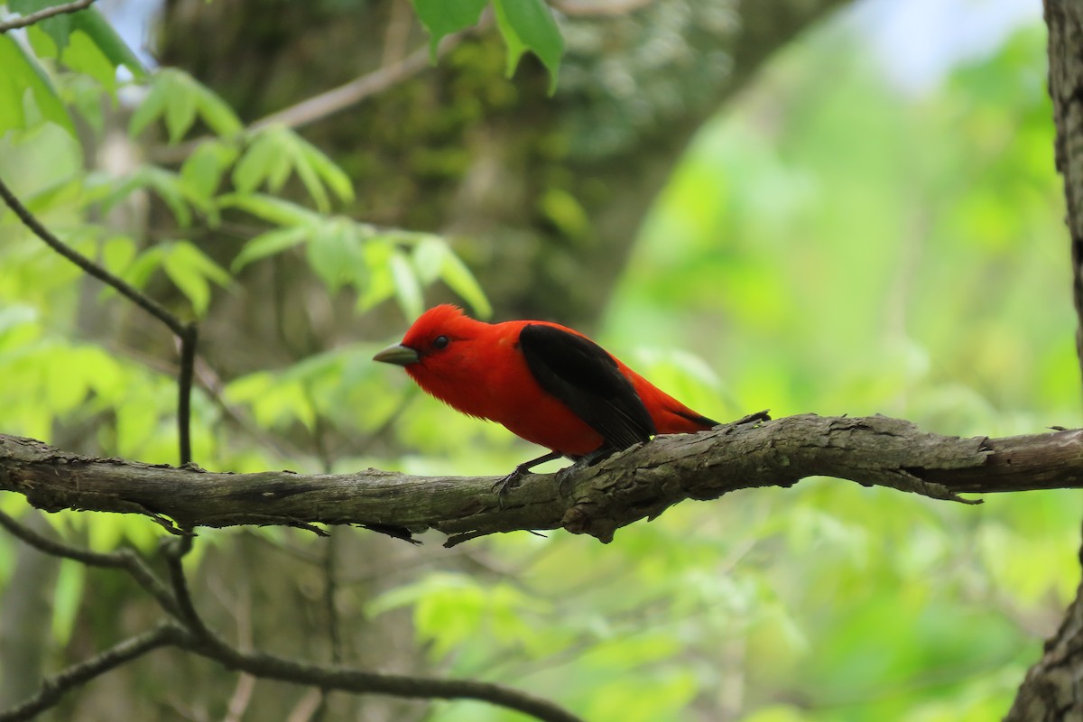 Scarlet Tanager - Santos Rodriguez