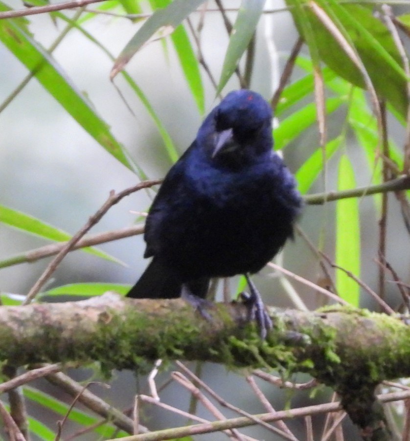 Ruby-crowned Tanager - Mauricio Weingartner