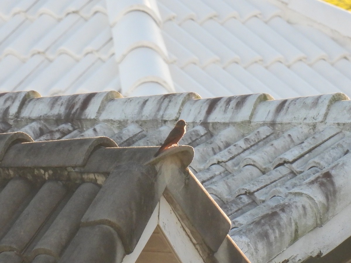 Cliff Flycatcher - Rodrigo Quadros