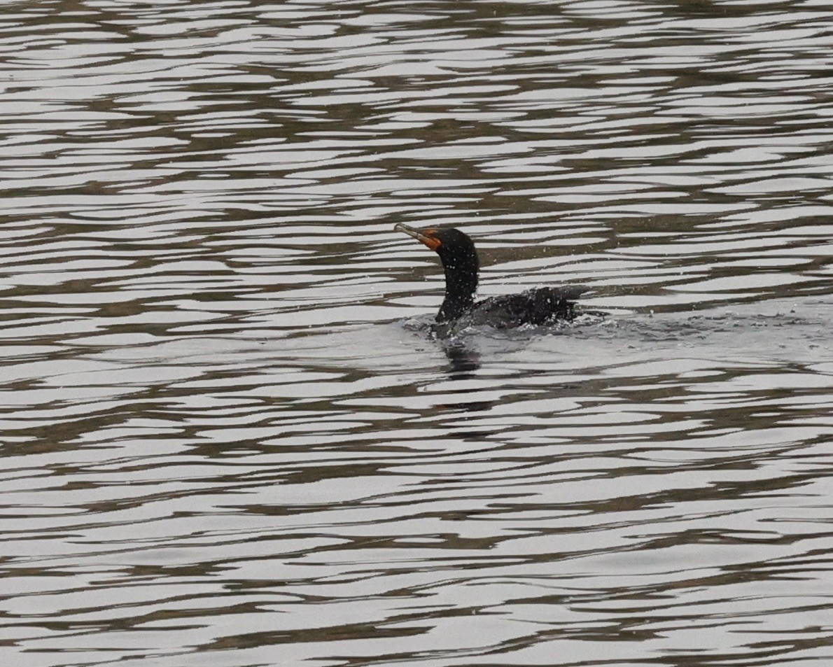 Double-crested Cormorant - Millie and Peter Thomas