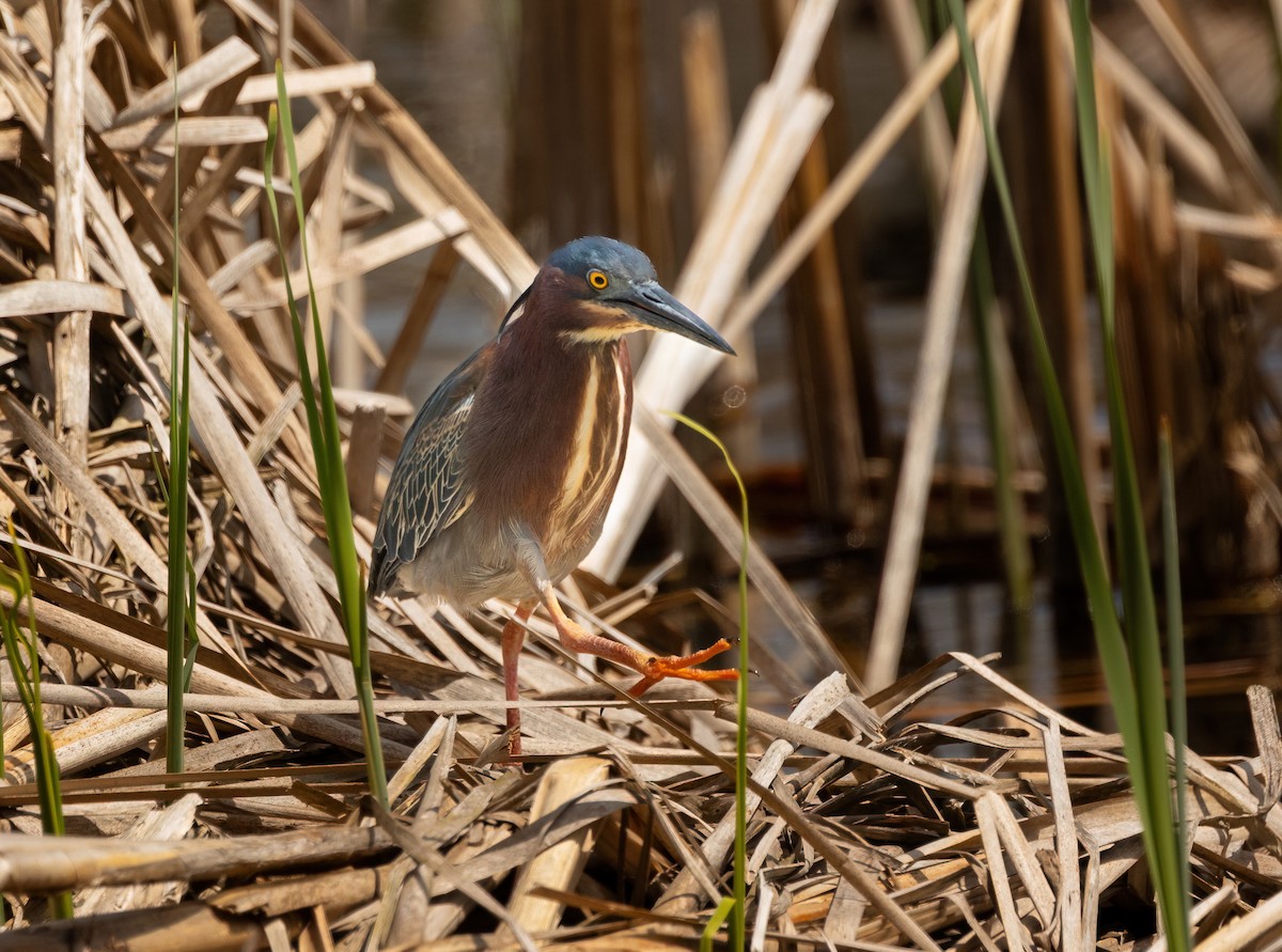 Green Heron - Julie Paquette