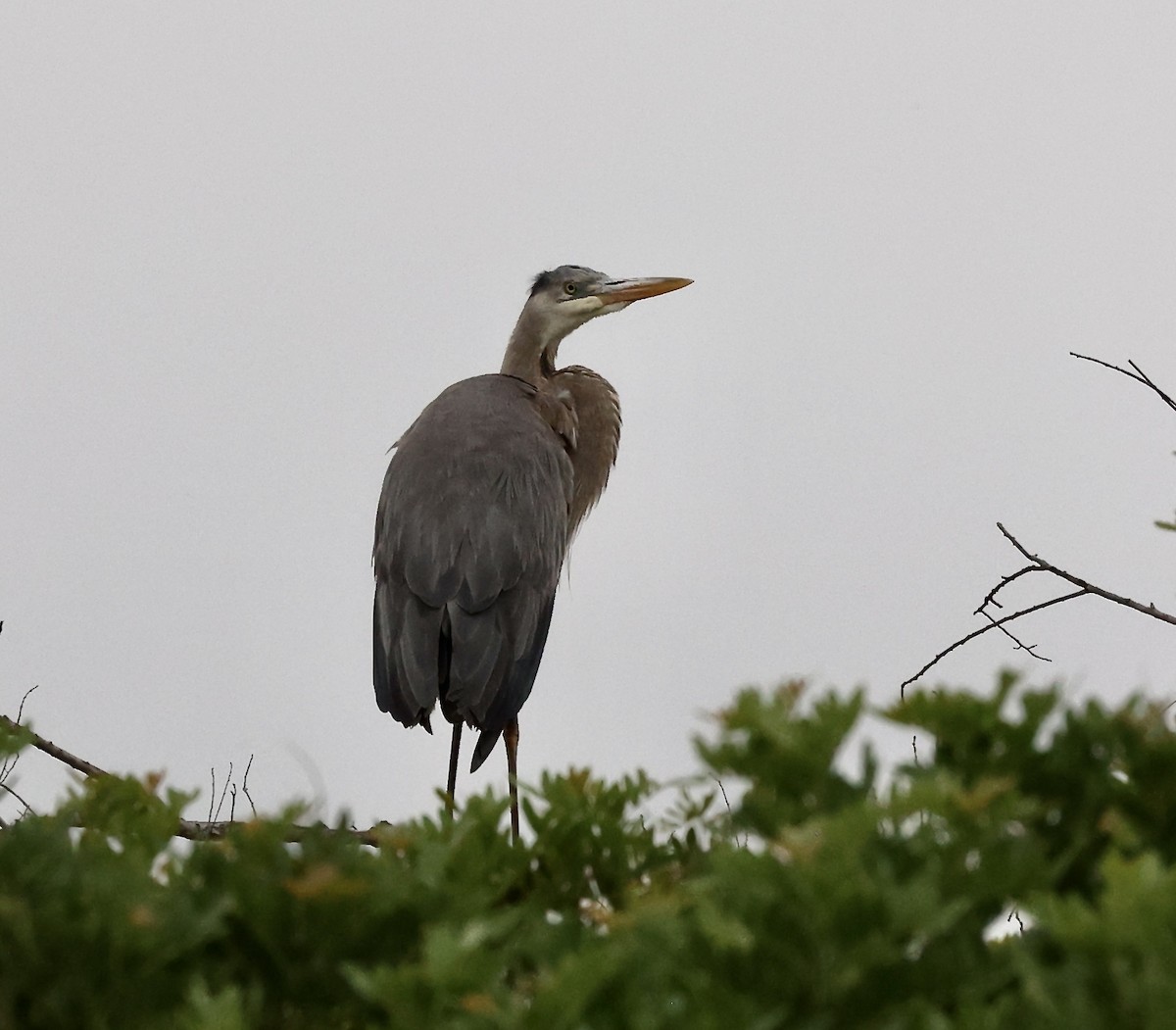 Great Blue Heron - Millie and Peter Thomas