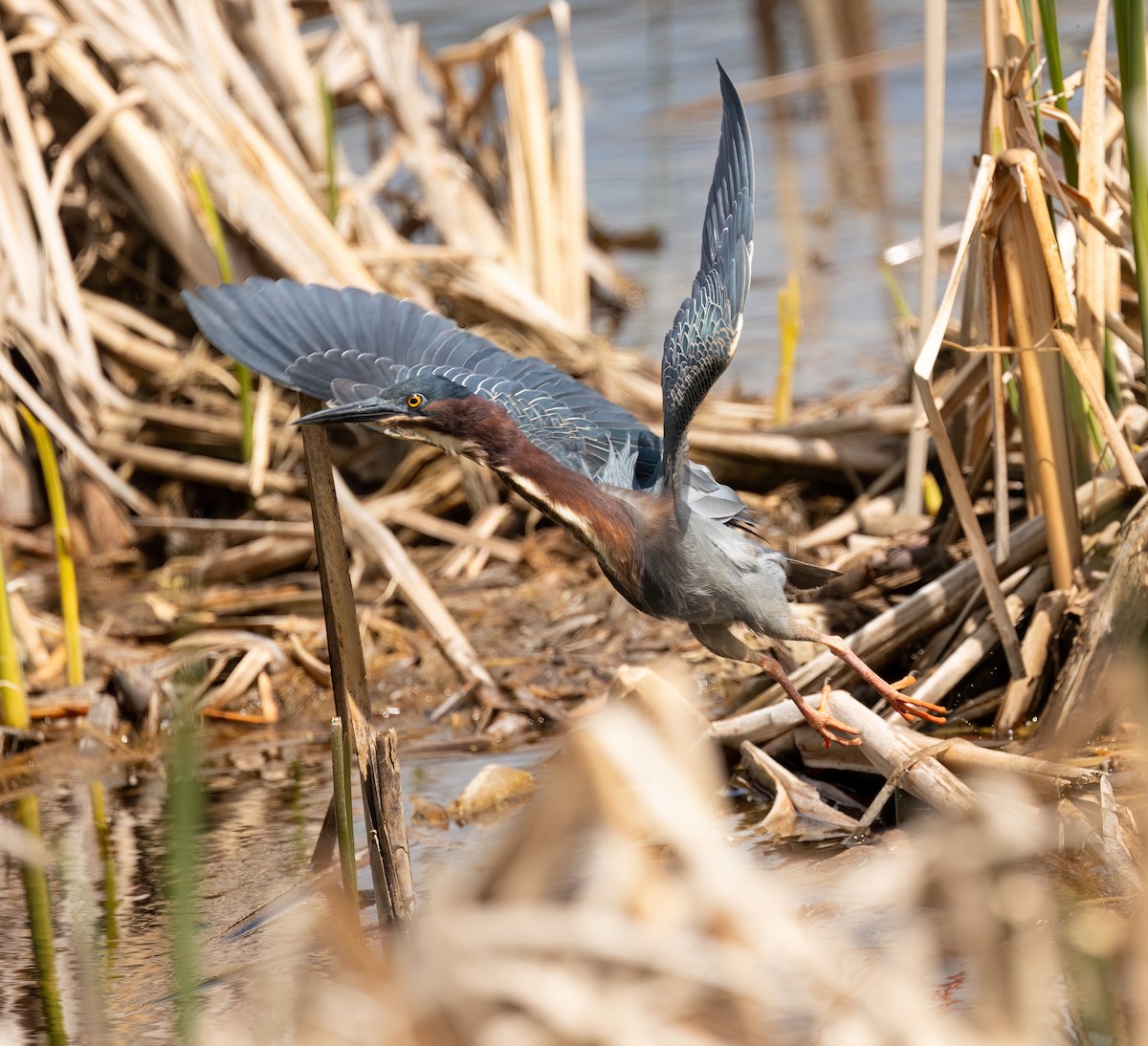 Green Heron - Julie Paquette