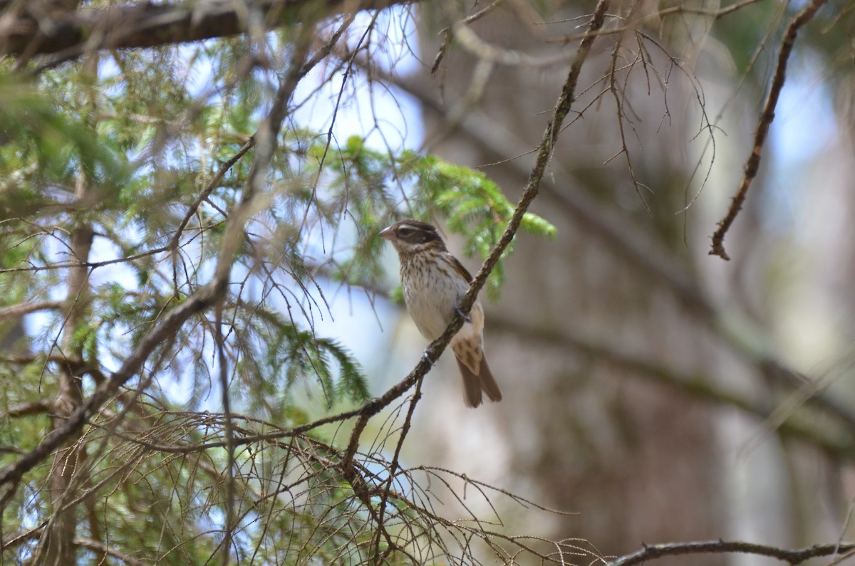 Rose-breasted Grosbeak - ML618843959