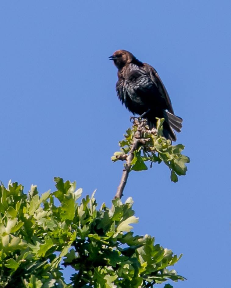 Brown-headed Cowbird - Chris Tosdevin