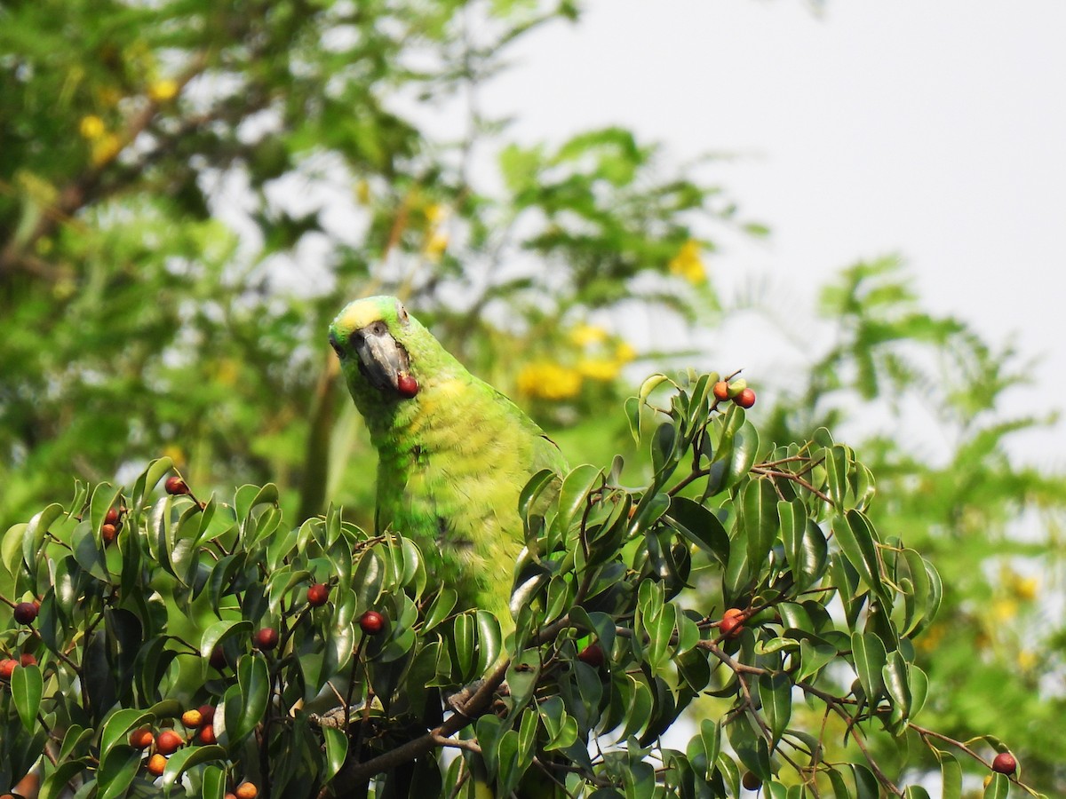 Yellow-naped Parrot - María Eugenia Paredes Sánchez