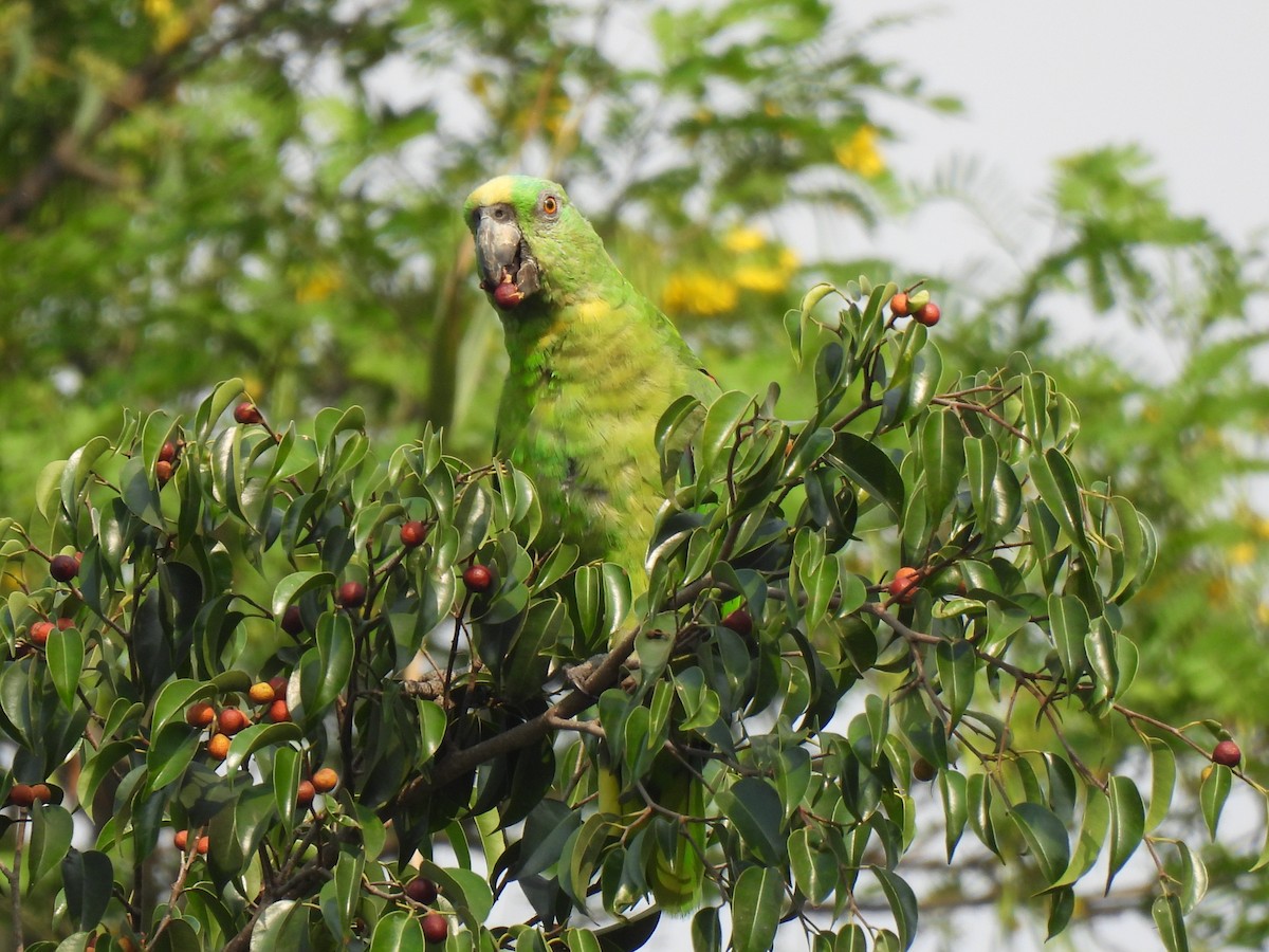 Yellow-naped Parrot - María Eugenia Paredes Sánchez