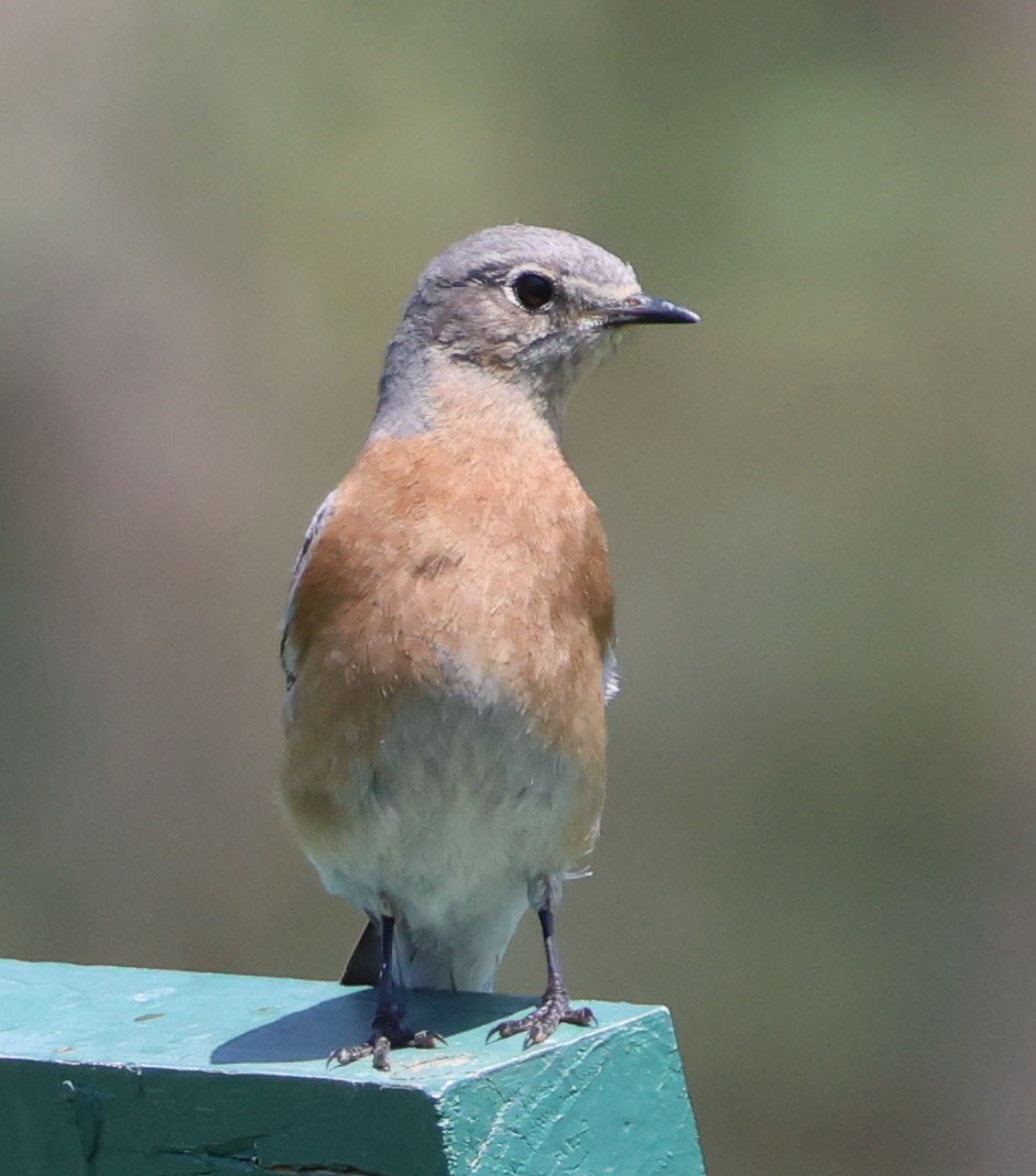 Western Bluebird - Diane Etchison