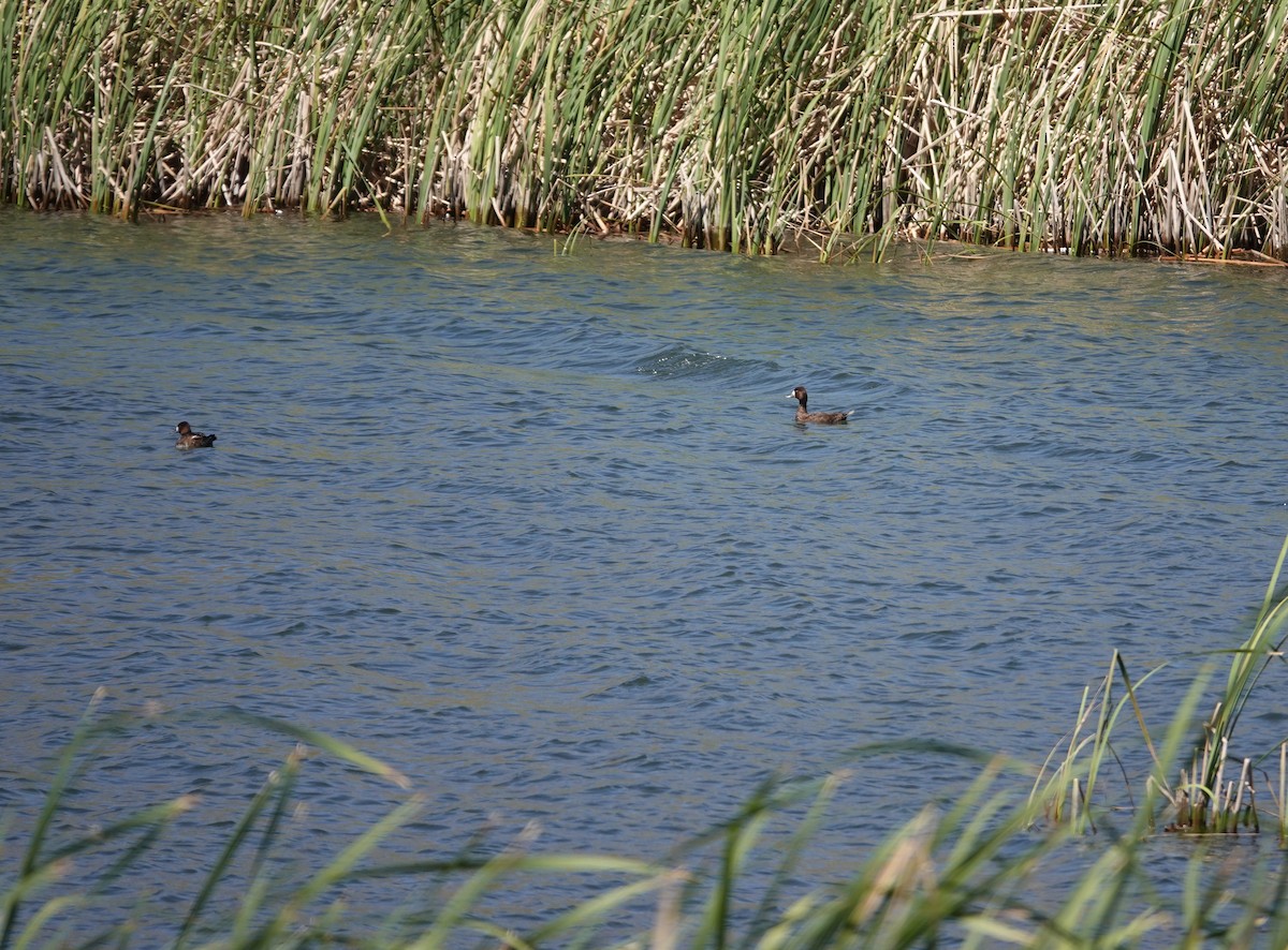 Lesser Scaup - Andrew Bailey