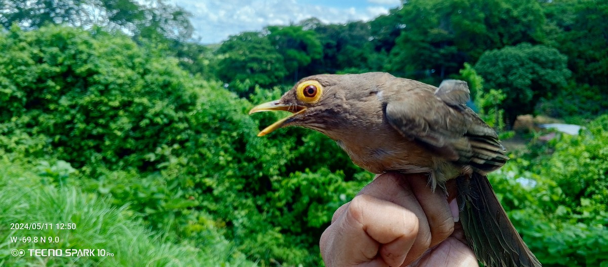 Spectacled Thrush - Luis Mieres Bastidas