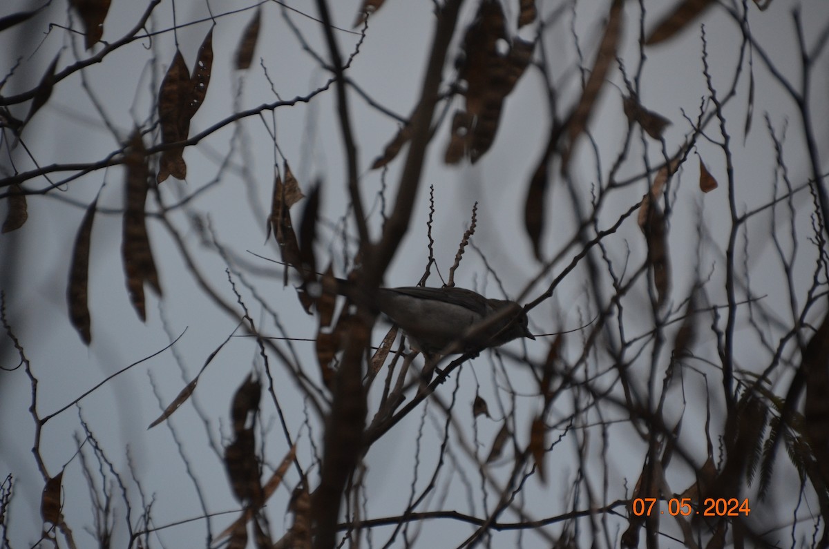 Gray Shrikethrush - Jodie Taylor