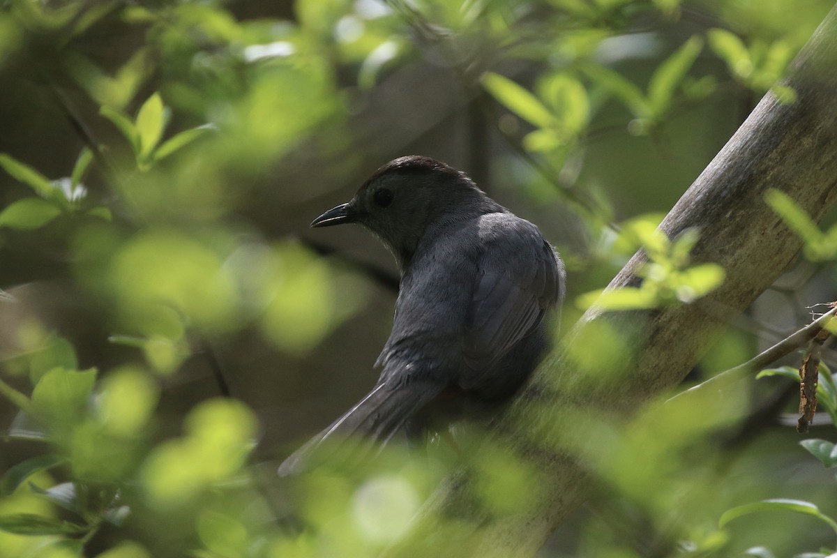 Gray Catbird - Gord Watts