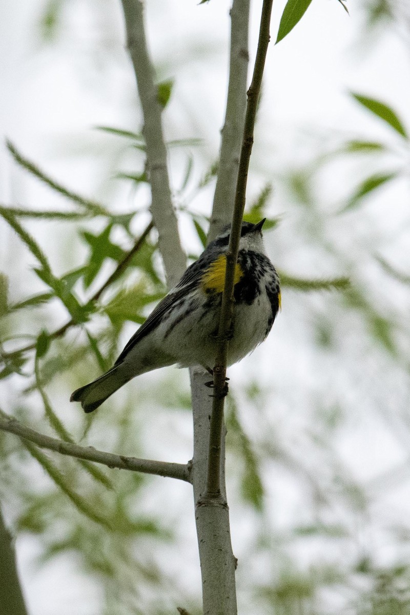 Yellow-rumped Warbler - Luc Girard