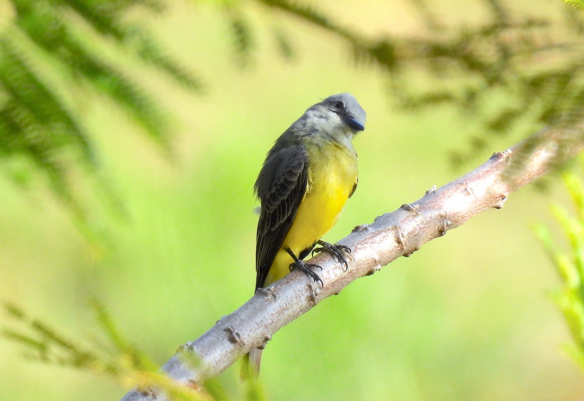 Tropical Kingbird - Rodrigo Quadros