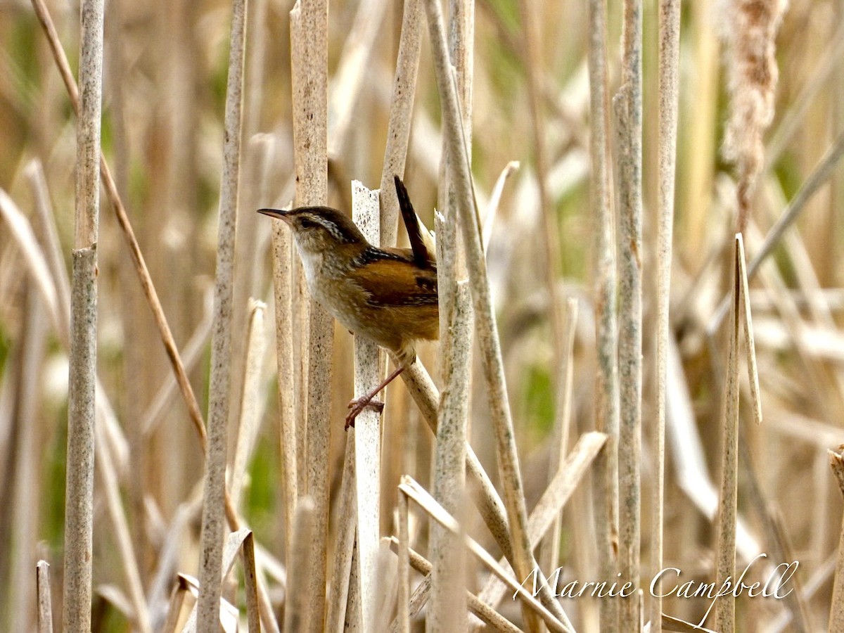 Marsh Wren - Marnie and Sandy Campbell