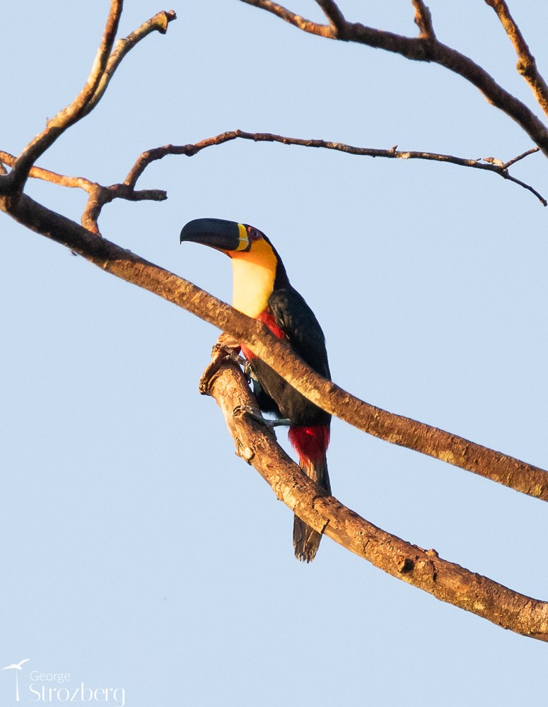 Channel-billed Toucan - George Strozberg