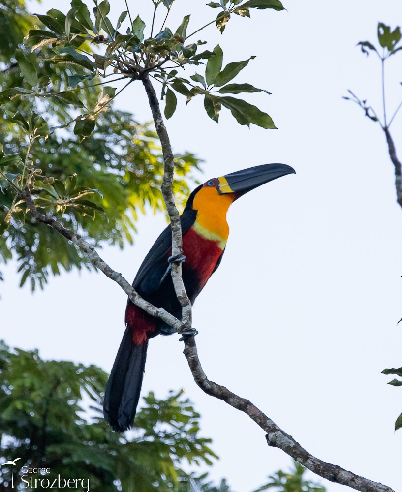 Channel-billed Toucan - George Strozberg